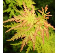 (9CM) Acer Palmatum 'Seiryu' | Japanese Maple Deciduous Small Garden Plant Tree In Pot