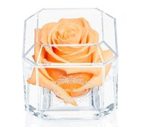 A 100% Real Rose That Lasts Years - Eternal Petals, Handmade in UK - White Gold Solo (Peach)