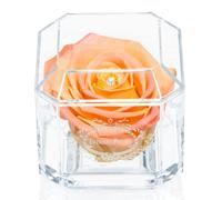 A 100% Real Rose That Lasts Years - Eternal Petals, Handmade in UK - White Gold Solo with A Multicolor Crystal (Double Peach)