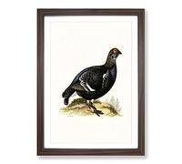 A Black Grouse by Von Wright Framed Print | A2 Walnut Framed Wall Art | Ready to Hang | Modern Nature Picture | Living Room Bedroom Lounge Office