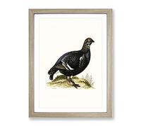 A Black Grouse By Von Wright Vintage Framed Print | A2 Oak Framed Wall Art | Ready to Hang | Classic Nature Picture | Living Room Bedroom Lounge Office