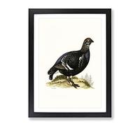 A Black Grouse By Von Wright Vintage Framed Print | A3 Black Framed Wall Art | Ready to Hang | Classic Nature Picture | Living Room Bedroom Lounge Office