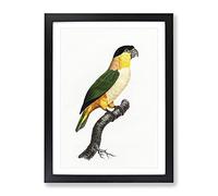 A Black Headed Parrot By F. Levaillant Vintage Framed Wall Art Print, Ready to Hang Picture for Living Room Bedroom Home Office Décor, Black A3 (34 x 46 cm)