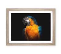 A Blue And Yellow Macaw Parrot Painting Modern Art Framed Print | A2 Oak Framed Wall Art | Ready to Hang | Modern Animal Picture | Living Room Bedroom Lounge Office