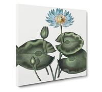 A Blue Egyptian Water Lily by Robert John Thornton Canvas Print | Gallery Wrapped 30mm Frame Wall Art | 20x20 inches | Ready to Hang | Retro Floral Picture | Living Room Bedroom Lounge Office
