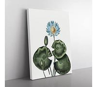 A Blue Egyptian Water Lily By Robert John Thornton Vintage Canvas Wall Art Print Ready to Hang, Framed Picture for Living Room Bedroom Home Office Décor, 60x40 cm (24x16 Inch)