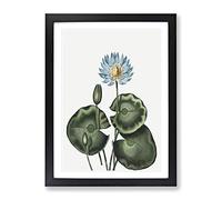 A Blue Egyptian Water Lily By Robert John Thornton Vintage Framed Print | A2 Black Framed Wall Art | Ready to Hang | Classic Floral Picture | Living Room Bedroom Lounge Office