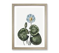 A Blue Egyptian Water Lily By Robert John Thornton Vintage Framed Print | A4 Oak Framed Wall Art | Ready to Hang | Classic Floral Picture | Living Room Bedroom Lounge Office