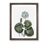 A Blue Egyptian Water Lily By Robert John Thornton Vintage Framed Print | A4 Walnut Framed Wall Art | Ready to Hang | Classic Floral Picture | Living Room Bedroom Lounge Office