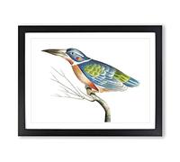 A Blue Kingfisher By George Shaw Vintage Framed Print | A2 Black Framed Wall Art | Ready to Hang | Classic Nature Picture | Living Room Bedroom Lounge Office