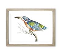 A Blue Kingfisher By George Shaw Vintage Framed Print | A2 Oak Framed Wall Art | Ready to Hang | Classic Nature Picture | Living Room Bedroom Lounge Office