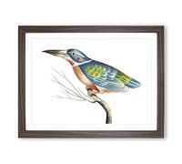 A Blue Kingfisher By George Shaw Vintage Framed Print | A3 Walnut Framed Wall Art | Ready to Hang | Classic Nature Picture | Living Room Bedroom Lounge Office