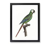 A Blue Winged Macaw Parrot By F. Levaillant Vintage Framed Wall Art Print, Ready to Hang Picture for Living Room Bedroom Home Office Décor, Black A2 (64 x 46 cm)