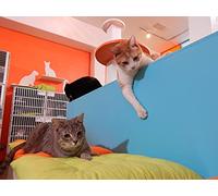 A Brave New Cat World