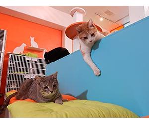 A Brave New Cat World