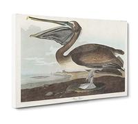 A Brown Pelican By John James Audubon Canvas Print | Gallery Wrapped 30mm Frame Wall Art | 20x14 inches | Ready to Hang | Retro Bird Picture | Living Room Bedroom Lounge Office