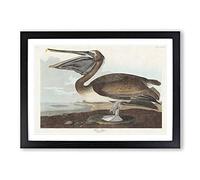 A Brown Pelican by John James Audubon Framed Print | A2 Black Framed Wall Art | Ready to Hang | Modern Animal Picture | Living Room Bedroom Lounge Office
