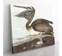 A Brown Pelican by John James Audubon Vintage Canvas Wall Art Print Ready to Hang, Framed Picture for Living Room Bedroom Home Office Décor, 35x35 cm (14x14 Inch)