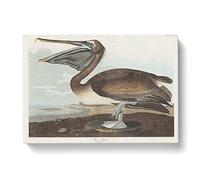 A Brown Pelican By John James Audubon Vintage Canvas Wall Art Print Ready to Hang, Framed Picture for Living Room Bedroom Home Office Décor, 50x35 cm (20x14 Inch)
