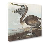 A Brown Pelican by John James Audubon Vintage Canvas Wall Art Print Ready to Hang, Framed Picture for Living Room Bedroom Home Office Décor, 14x14 Inch (35x35 cm)