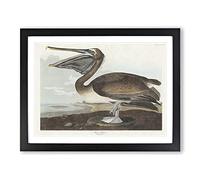 A Brown Pelican By John James Audubon Vintage Framed Print | A2 Black Framed Wall Art | Ready to Hang | Classic Animal Picture | Living Room Bedroom Lounge Office
