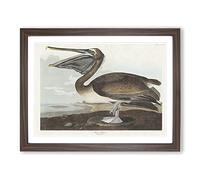 A Brown Pelican By John James Audubon Vintage Framed Print | A2 Walnut Framed Wall Art | Ready to Hang | Classic Animal Picture | Living Room Bedroom Lounge Office