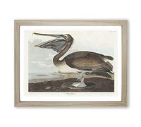 A Brown Pelican By John James Audubon Vintage Framed Print | A4 Oak Framed Wall Art | Ready to Hang | Classic Animal Picture | Living Room Bedroom Lounge Office