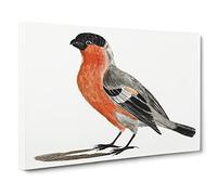 A Bullfinch Bird By Johan Teyler Canvas Print | Gallery Wrapped 30mm Frame Wall Art | 24x16 inches | Ready to Hang | Retro Animals Picture | Living Room Bedroom Lounge Office