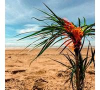 A Burial At Sea - A Burial At Sea (5-Year-Anniversary Edition) [VINYL]