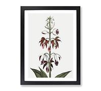 A Chinese Limodoron Plant By Robert John Thornton Vintage Framed Print | A3 Black Framed Wall Art | Ready to Hang | Classic Floral Picture | Living Room Bedroom Lounge Office