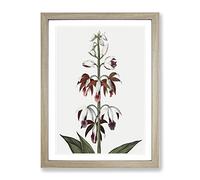A Chinese Limodoron Plant By Robert John Thornton Vintage Framed Print | A3 Oak Framed Wall Art | Ready to Hang | Classic Floral Picture | Living Room Bedroom Lounge Office