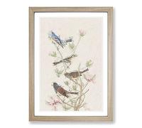 A Collection of Finch Birds by John James Audubon Framed Print | A2 Oak Framed Wall Art | Ready to Hang | Modern Nature Picture | Living Room Bedroom Lounge Office