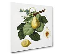 A Common Fig Tree by Giorgio Gallesio Canvas Print | Gallery Wrapped 30mm Frame Wall Art | 14x14 inches | Ready to Hang | Modern Landscape Picture | Living Room Bedroom Lounge Office