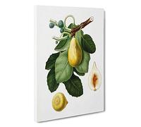 A Common Fig Tree by Giorgio Gallesio Canvas Print | Gallery Wrapped 30mm Frame Wall Art | 30x20 inches | Ready to Hang | Modern Landscape Picture | Living Room Bedroom Lounge Office