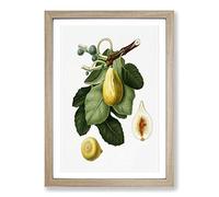 A Common Fig Tree by Giorgio Gallesio Framed Print | A2 Oak Framed Wall Art | Ready to Hang | Modern Floral Picture | Living Room Bedroom Lounge Office
