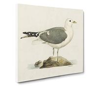 A Common Gull by Von Wright Canvas Print | Gallery Wrapped 30mm Frame Wall Art | 14x14 inches | Ready to Hang | Modern Picture | Living Room Bedroom Lounge Office