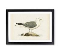 A Common Gull by Von Wright Framed Print | A2 Black Framed Wall Art | Ready to Hang | Modern Animal Picture | Living Room Bedroom Lounge Office