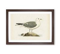 A Common Gull by Von Wright Framed Print | A2 Walnut Framed Wall Art | Ready to Hang | Modern Animal Picture | Living Room Bedroom Lounge Office