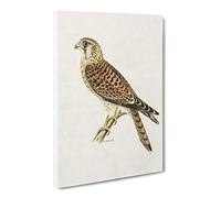A Common Kestrel By Von Wright Canvas Print | Gallery Wrapped 30mm Frame Wall Art | 24x16 inches | Ready to Hang | Retro Picture | Living Room Bedroom Lounge Office