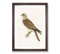 A Common Kestrel by Von Wright Framed Wall Art Print A2 Walnut