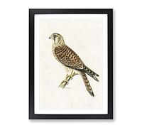 A Common Kestrel By Von Wright Vintage Framed Print | A4 Black Framed Wall Art | Ready to Hang | Classic Nature Picture | Living Room Bedroom Lounge Office
