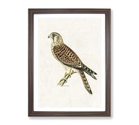 A Common Kestrel By Von Wright Vintage Framed Print | A4 Walnut Framed Wall Art | Ready to Hang | Classic Nature Picture | Living Room Bedroom Lounge Office