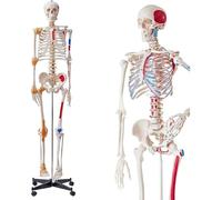 A complete human skeletal model for anatomical research, complete with muscle inserts and joint ligaments, including a rolling support for display.