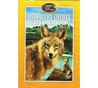 A Country Coyote Goes Hollywood