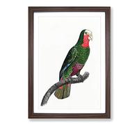 A Cuban Amazon Parrot by F. Levaillant Framed Print | A2 Walnut Framed Wall Art | Ready to Hang | Modern Animal Picture | Living Room Bedroom Lounge Office