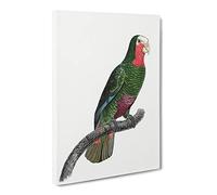A Cuban Amazon Parrot By F. Levaillant Vintage Canvas Wall Art Print Ready to Hang, Framed Picture for Living Room Bedroom Home Office Décor, 24x16 Inch (60x40 cm)