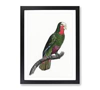 A Cuban Amazon Parrot By F. Levaillant Vintage Framed Print | A3 Black Framed Wall Art | Ready to Hang | Classic Animal Picture | Living Room Bedroom Lounge Office