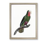 A Cuban Amazon Parrot By F. Levaillant Vintage Framed Print | A4 Oak Framed Wall Art | Ready to Hang | Classic Animal Picture | Living Room Bedroom Lounge Office