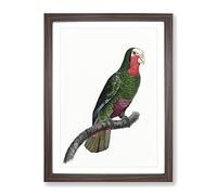 A Cuban Amazon Parrot By F. Levaillant Vintage Framed Print | A4 Walnut Framed Wall Art | Ready to Hang | Classic Animal Picture | Living Room Bedroom Lounge Office