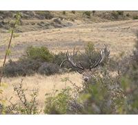 A Different Kind of Southern Deer
